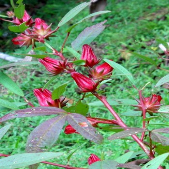 Karkade (Hibiscus Sabdariffa L.)